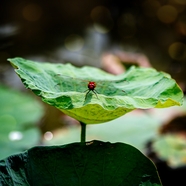 夏日午后莲叶蜻蜓摄影图片