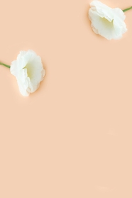 淡雅白色花朵纯色背景图片