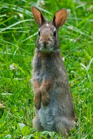 站立在草丛中的小野兔图片
