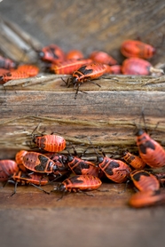 野生火甲虫图片