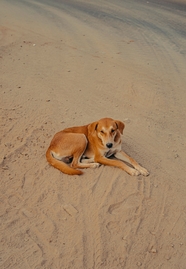 蹲坐在海边沙滩上的流浪狗狗图片