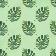 绿色龟背竹叶子平铺背景图片