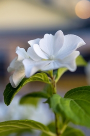 微距特写白色植物花朵图片