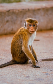 野生猕猴动物摄影图片
