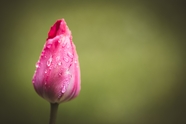 雨后粉色郁金香花苞含苞待放图片