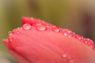 雨后粉色郁金香花苞水珠图片