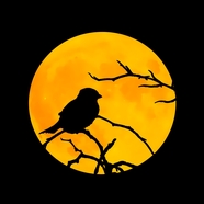 月圆之夜飞禽剪影摄影图片