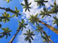 夏日蓝色天空热带椰子树图片