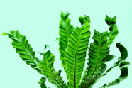 绿色波纹叶植物摄影图片