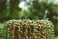 绿色珍珠串藤蔓植物图片