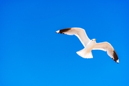 白色海鸥蓝色天空展翅高飞图片