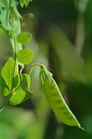 绿色成熟荷兰豆图片