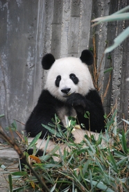 动物园可爱大熊猫吃竹子图片
