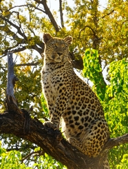 野生非洲猎豹爬树图片