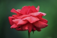 雨后盛开的红色玫瑰花图片