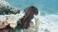 蓝色海底世界珊瑚礁乌贼章鱼图片