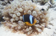 珊瑚馆海葵小丑鱼摄影图片