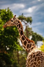 高清野生南非长颈鹿摄影图片