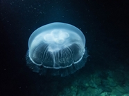 海底世界管水母目动物摄影图片