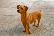 棕色腊肠犬摄影图片