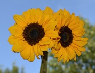 双生花向日葵摄影图片