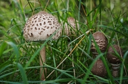 绿色野草丛斑点蘑菇摄影图片