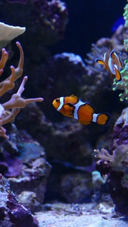 海底珊瑚礁石海草小丑鱼图片