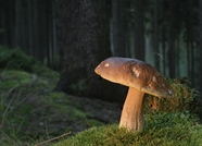 树林野生真菌大蘑菇摄影图片
