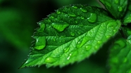 雨后水滴绿叶微距意境摄影图片