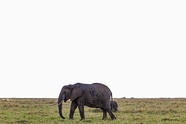荒野野生非洲象摄影图片