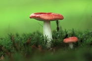 森林地面绿色苔藓野蘑菇摄影图片
