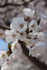 春天白色樱花枝头摄影图片