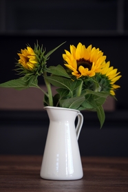 白色花瓶向日葵静物花朵摄影图片