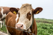 绿色牧场牛棚奶牛摄影图片