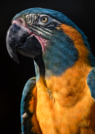 蓝喉金刚鹦鹉摄影图片