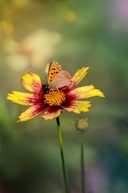 黄色鲜花彩色蝴蝶摄影图片