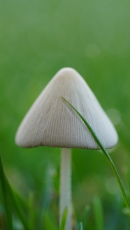 野生白色蘑菇生物世界摄影图片