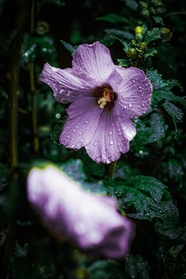 雨后紫色木槿花摄影图片