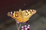 野生彩色斑蝶摄影图片