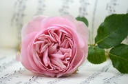 粉色玫瑰花花枝摄影图片
