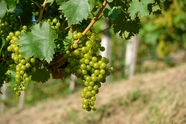 绿色葡萄架新鲜葡萄图片