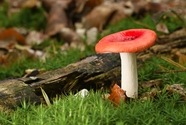 红色蘑菇微距特写摄影图片