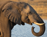 非洲大象河边喝水图片