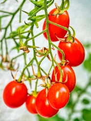 新鲜可口红色樱桃西红柿摄影图片