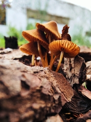 破土而出的野生蘑菇群图片
