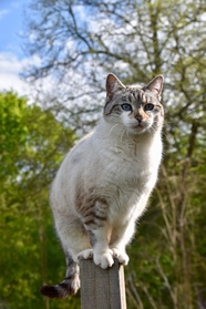 站在木桩上的可爱小肥猫摄影图片
