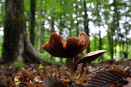 原始森林地面野生大蘑菇图片