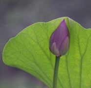 夏日含苞待放莲花花苞图片