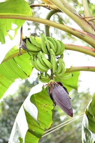 挂在香蕉树上的绿色香蕉串图片