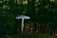 野生光盘真菌蘑菇摄影图片